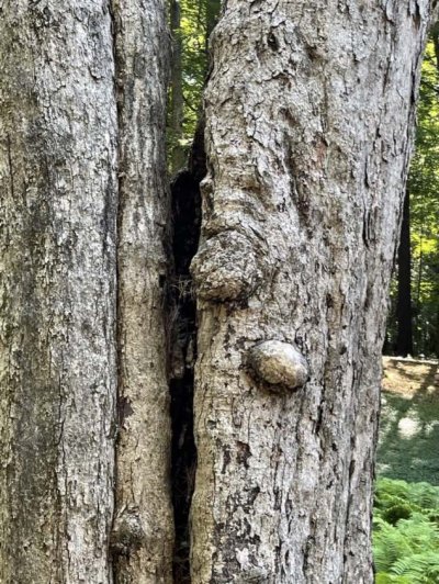 Old Tree Old Tree